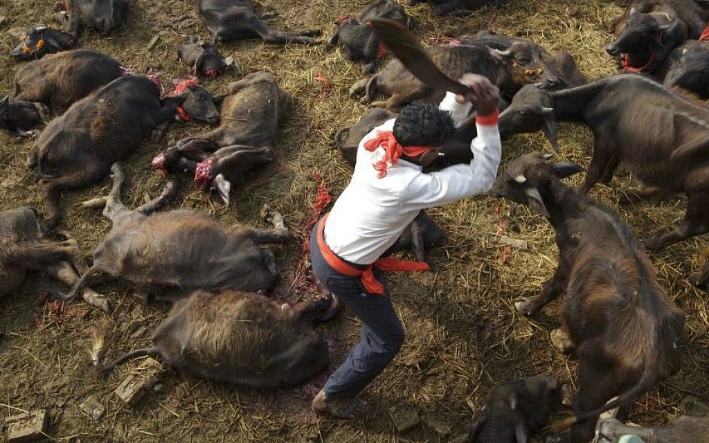 Mass Animal Sacrifice in Nepal
