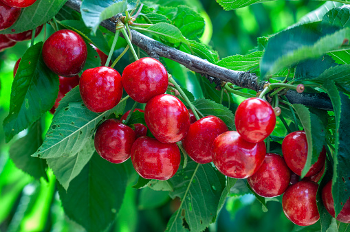 A picture containing fruit, cherry

Description automatically generated
