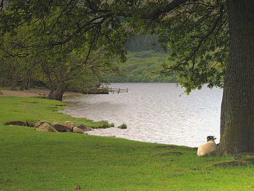 A Sheep Beside Quiet Waters
