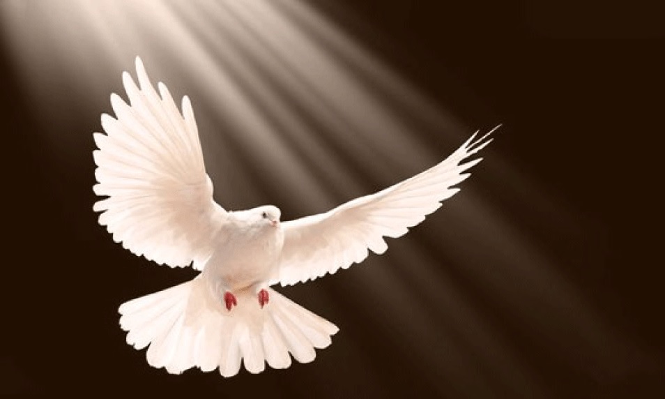 A white dove flying in the sky

Description automatically generated with low confidence