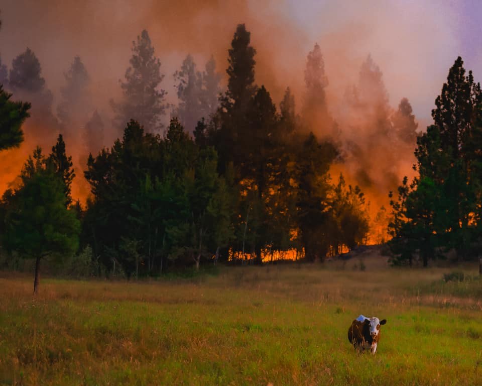 A cow in a field with trees burning in the background
