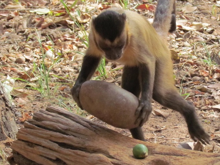 Capuchin Monkey using a stone to crack a nut.