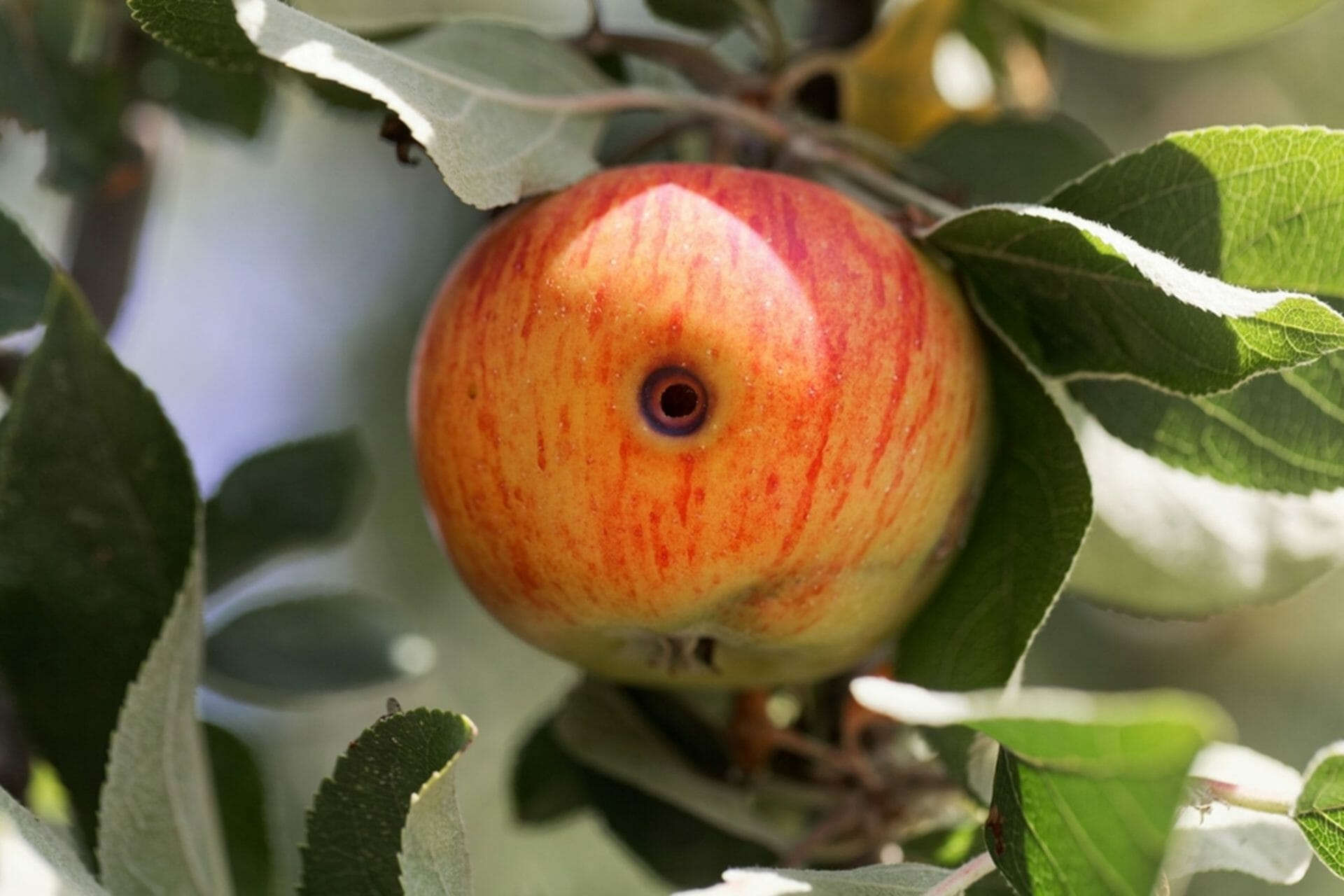 A close-up of an apple on a tree

Description automatically generated